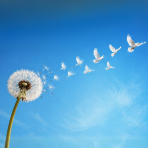 World Peace Meditation