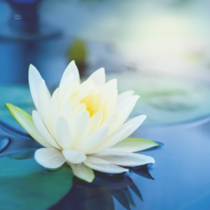 Learn to Meditate